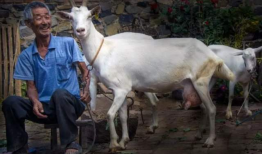 山羊交配视频,自然繁殖的生动写照